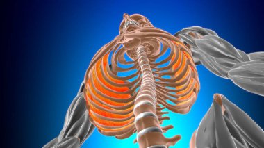 Tıbbi Konsept için En İçteki Kas Anatomisi 3B İllüstrasyon