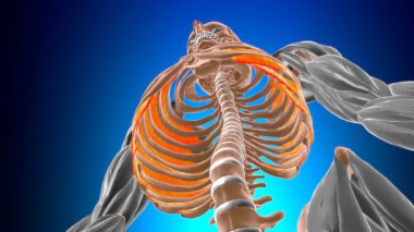 Tıbbi Konsept 3D Görüntü İçin İç Kas Anatomisi