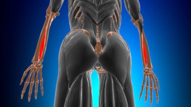 Tıbbi Konsept 3 boyutlu İllüstrasyon İçin Kemik Kasları Anatomisi
