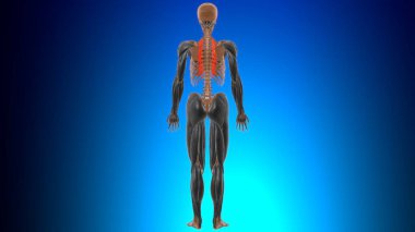 Levatores Kostarum longi Kas Anatomisi Tıbbi Konsept 3D İllüstrasyon