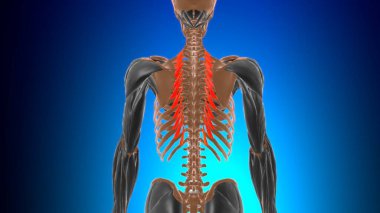 Levatores Kostarum longi Kas Anatomisi Tıbbi Konsept 3D İllüstrasyon