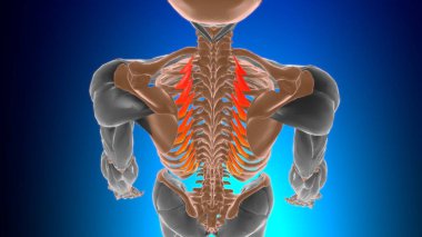 Levatores Kostarum longi Kas Anatomisi Tıbbi Konsept 3D İllüstrasyon