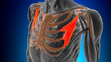 Pectoralis minor Muscle Anatomy For Medical Concept 3D Illustration clipart
