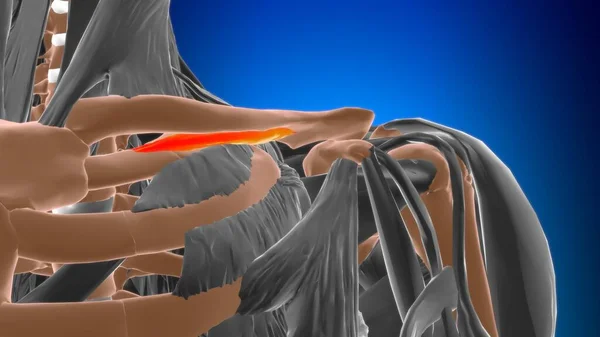 Subclavius Muscle Anatomy Medical Concept Illustration — Stock fotografie