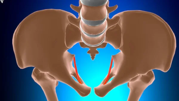 Arco Tendíneo Anatomia Músculo Levantador Ani Para Ilustração Médica Conceito — Fotografia de Stock