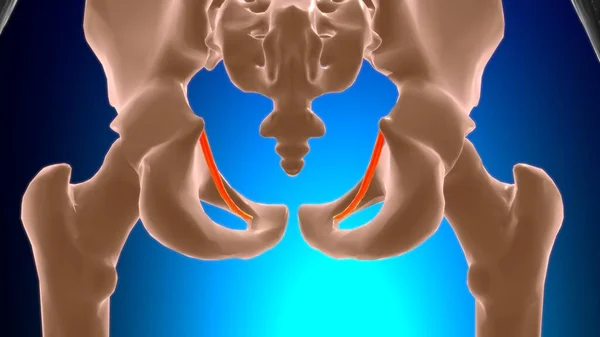 Tendinous Arch Levator Ani Muscle Anatomy Medical Concept Illustration — Stock Photo, Image