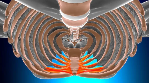 Transvs Thoracis 医学的概念のための筋肉解剖学3Dイラスト — ストック写真