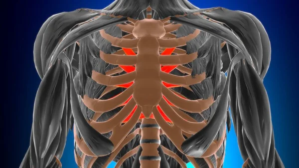 트랜스와 Transversus Thoracstration 일러스트레이션을 근육통 Muscal Anatomy Medical Concept Illustration — 스톡 사진