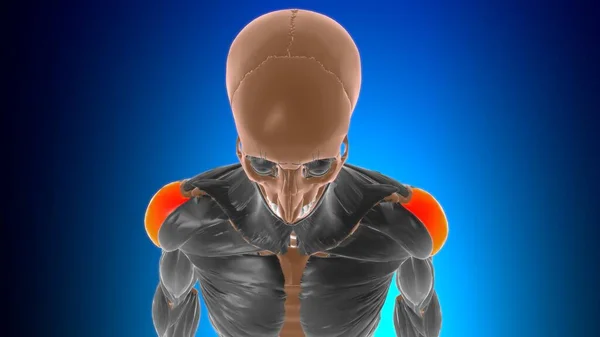 Parte Acromial Anatomía Del Músculo Deltoide Para Ilustración Del Concepto —  Fotos de Stock
