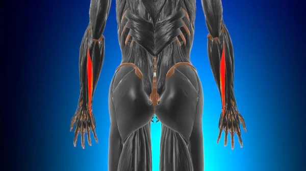 Extensor Carpi Ulnaris Spieranatomie Voor Medisch Concept Illustratie — Stockfoto