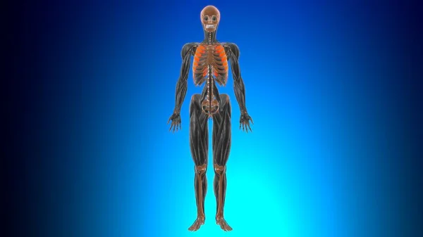 医療概念のための外部インターコスト筋肉解剖学3Dイラスト — ストック写真