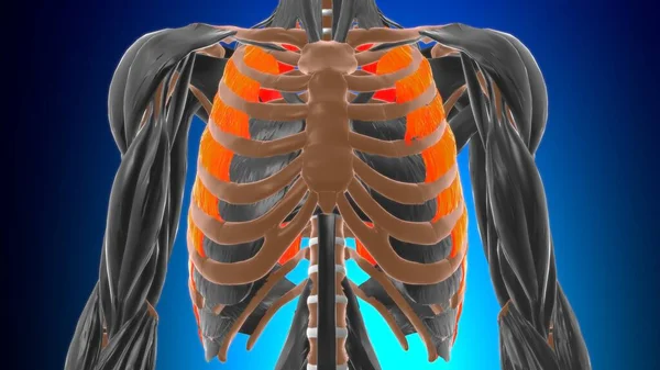 Anatomía Muscular Intercostal Externa Para Concepto Médico Ilustración — Foto de Stock