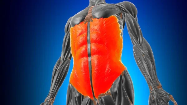 Anatomía Muscular Oblicua Externa Para Concepto Médico Ilustración — Foto de Stock