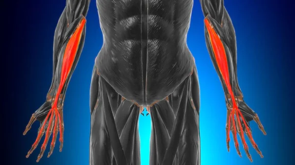 Flexor Digitorum Powierzchowne Anatomia Mięśni Koncepcji Medycznej Ilustracja — Zdjęcie stockowe