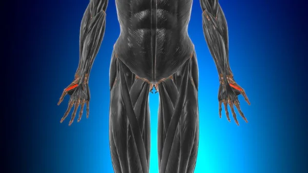 フレキソポリシー 医学的概念のための筋肉解剖学3Dイラスト — ストック写真