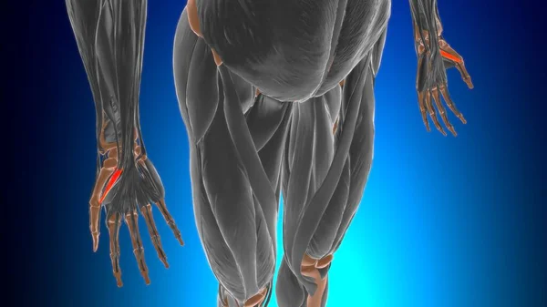 Anatomia Músculo Brevis Polegar Flexor Para Ilustração Médica Conceito — Fotografia de Stock