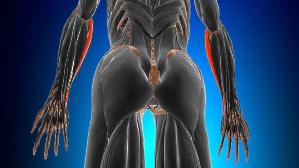 Tête Humérale Flexion Carpi Ulnaris Anatomie Musculaire Pour Concept Médical — Photo