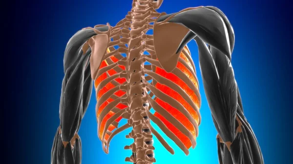 2018 Innermost Intercostal Muscle Anatomy Medical Concept Illustration — 스톡 사진