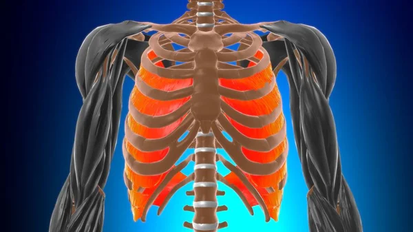 Внутренняя Межреберная Мышечная Анатомия Медицинской Концепции Иллюстрации — стоковое фото