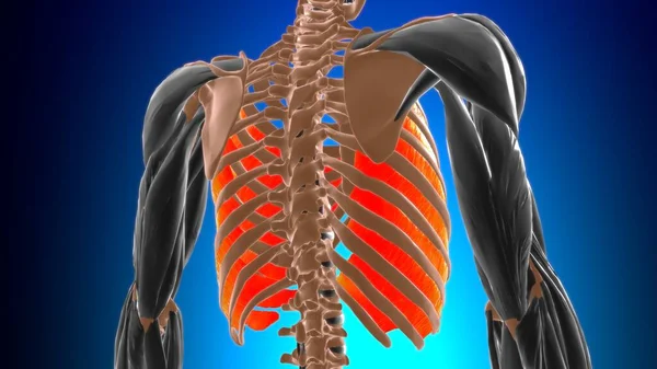 医学概念三维图解的内壁肌肉解剖 — 图库照片