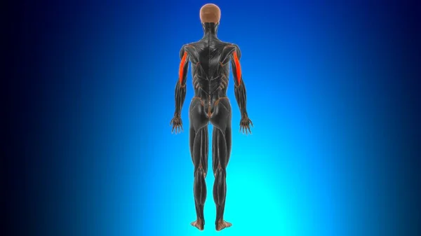 Боковая Головка Трицепса Плеча Мышечной Анатомии Медицинской Концепции Иллюстрации — стоковое фото