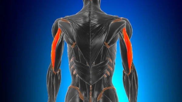 Anatomía Lateral Del Músculo Los Braquios Del Tríceps Cabeza Para — Foto de Stock
