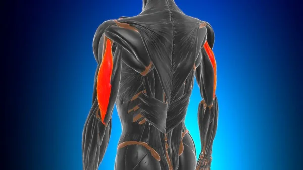 Anatomía Lateral Del Músculo Los Braquios Del Tríceps Cabeza Para —  Fotos de Stock