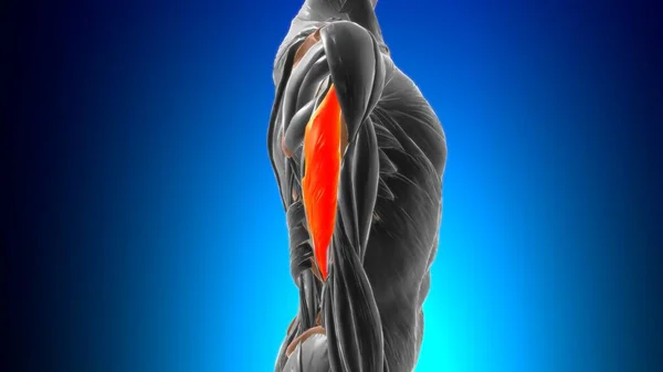 Zijdelingse Hoofd Triceps Brachii Muscle Anatomy Voor Medisch Concept Illustratie — Stockfoto