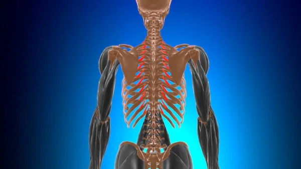 Levatores Costarum Crea Anatomía Muscular Para Ilustración Del Concepto Médico —  Fotos de Stock