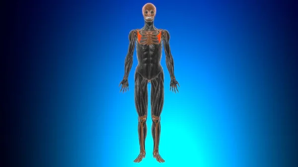 Anatomía Muscular Menor Pectoralis Para Concepto Médico Ilustración —  Fotos de Stock