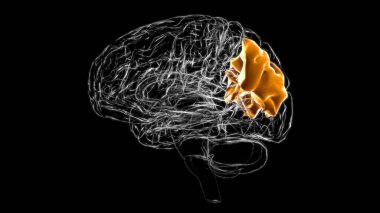 Brain angular gyrus Anatomy For Medical Concept 3D Illustration clipart