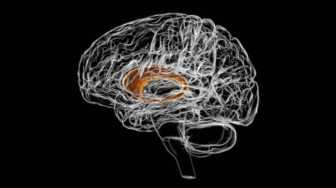 Brain caudate nucleus Anatomy For Medical Concept 3D Illustration clipart