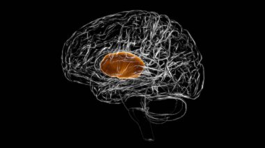 Brain internal capsule Anatomy For Medical Concept 3D Illustration clipart