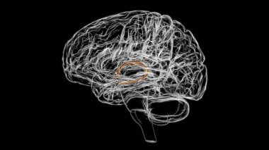 Brain stria terminalis Anatomy For Medical Concept 3D Illustration clipart