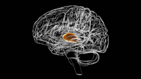 Anatomía Del Tálamo Cerebral Para Concepto Médico Ilustración — Foto de Stock