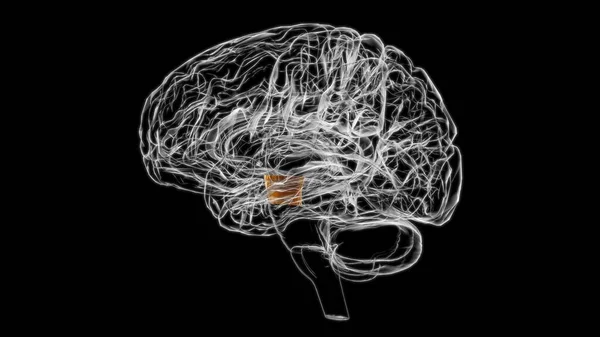 Anatomia Cerebrale Del Peduncolo Cerebrale Concetto Medico Illustrazione — Foto Stock
