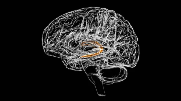 Plexo Coroideo Cerebral Del Hemisferio Cerebral Anatomía Para Concepto Médico — Foto de Stock
