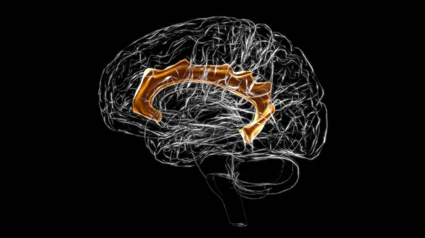 Anatomía Del Giro Cingulado Del Cerebro Para Ilustración Del Concepto — Foto de Stock