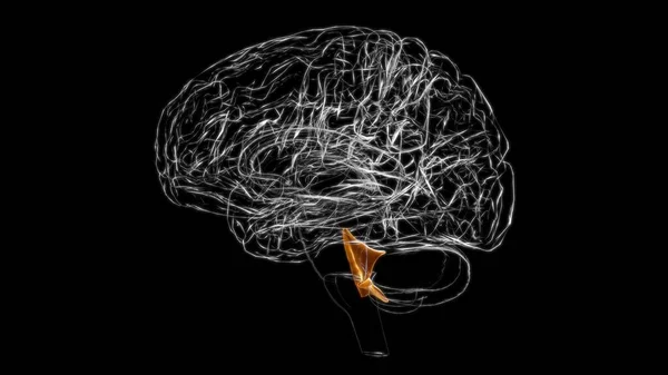 Cuatro Ventrículos Cerebrales Anatomía Cerebral Para Concepto Médico Ilustración — Foto de Stock