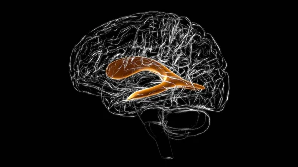 Anatomia Ventrículo Lateral Cérebro Para Ilustração Médica Conceito — Fotografia de Stock