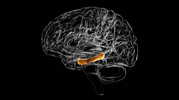Anatomía Del Giro Parahipocampo Cerebral Para Concepto Médico Ilustración — Foto de Stock