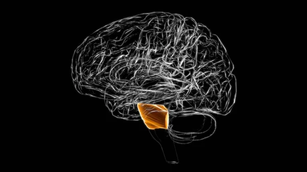Anatomia Dos Pons Cérebro Para Ilustração Médica Conceito — Fotografia de Stock
