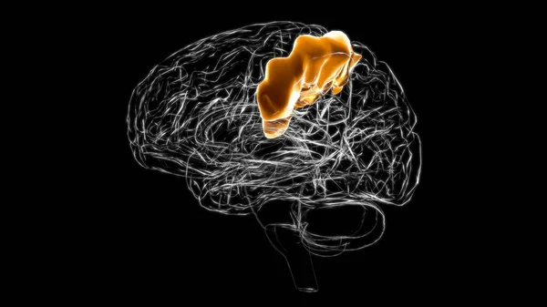 Anatomía Postcentral Del Giro Del Cerebro Para Ilustración Del Concepto — Foto de Stock