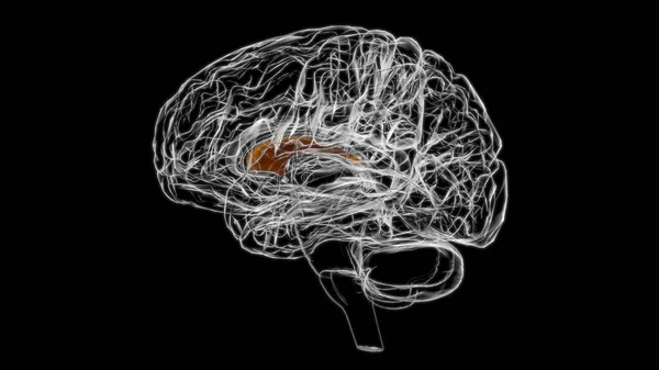 Tabique Cerebral Anatomía Del Telencéfalo Para Concepto Médico Ilustración — Foto de Stock