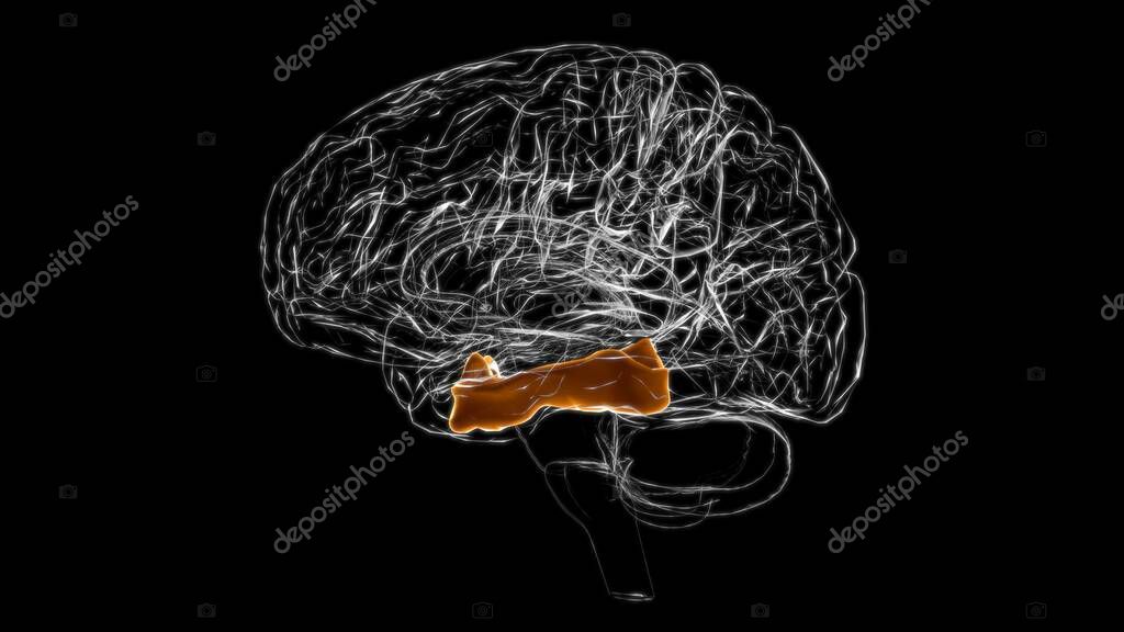 Anatomía fusiforme del giro del cerebro para la ilustración 3D del ...