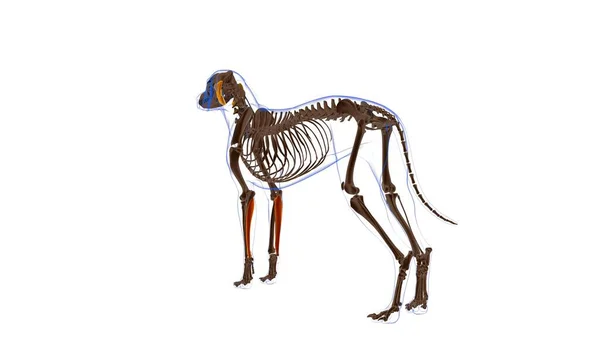 Flexor Carpi Ulnaris Muskel Hundemuskel Anatomie Für Medizinisches Konzept Illustration — Stockfoto