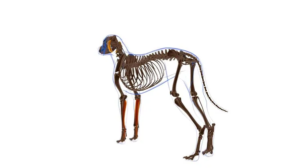 Flexor Digitorum Profundus Músculo Anatomía Muscular Del Perro Para Concepto — Foto de Stock