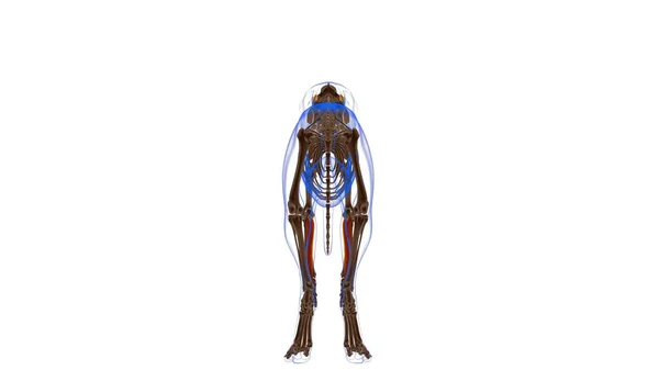 Flexor Digitorum Profundus Muscle Dog Muscle Anatomy Medical Concept Illustration — Stock Photo, Image