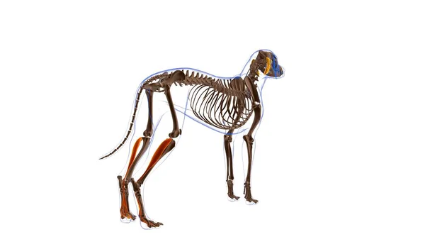 Flexor Digitorum Profundus Muskel Hundemuskel Anatomie Für Medizinisches Konzept Illustration — Stockfoto