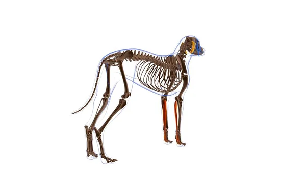 Flexor Digitorum Superficialis Ein Muskel Hundemuskel Anatomie Für Medizinisches Konzept — Stockfoto